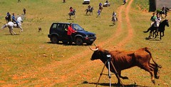 16-05-2011. Gazpachos y Tercer encierro. Vacas de la ganadería La Alpujarra