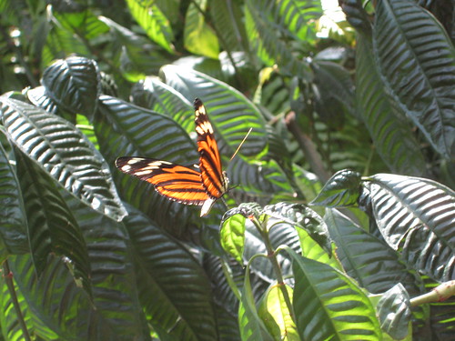 Butterfly Garden 017