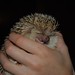 Hedgehog-Lucy say yummy
