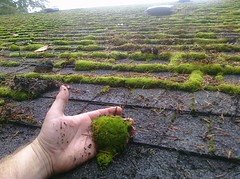 Moss on Beaverton Roof