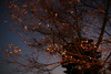 夕暮れの冬桜