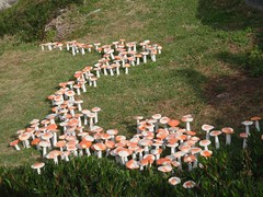 1 champignon par annee de colonisation en Australie (221)