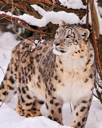  フリー画像| 動物写真| 哺乳類| ネコ科| 豹/ヒョウ| 雪豹| 雪景色|     フリー素材| 