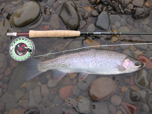 Winter Trout on the McKenzie