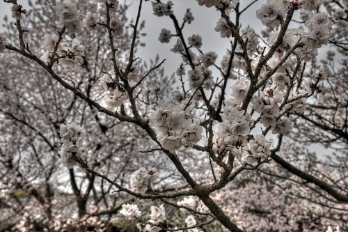 Blossoms HDR