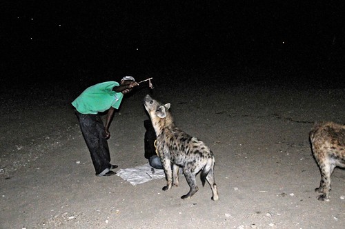 _ETI2784 Hyena Feeding Fallana Gate Behind Cow Market_x5558_l by forgalta