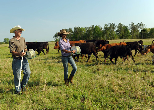 Paxton Pegues and his sixteen-year old daughter, Rachel, lay out temporary fencing to facilitate their rotational grazing plan. This plan allows vegetation in previously grazed pastures to regenerate, encourages an even distribution of grazing throughout the field and allows rest periods in between rotations to  improve the health of the grass. 