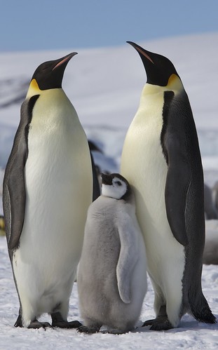  フリー画像| 動物写真| 鳥類| ペンギン| 皇帝ペンギン| 親子/家族| 雛/ヒナ|     フリー素材| 