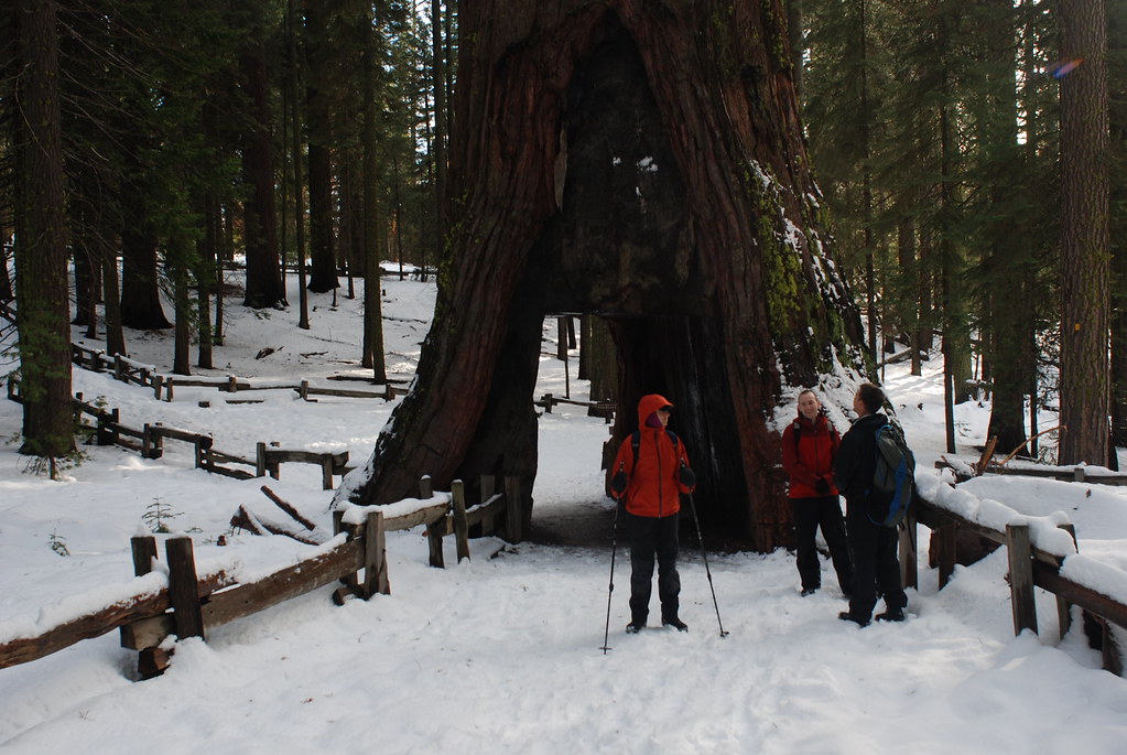 Talia, Nick and Ryan in front of the California Tunnel Tree