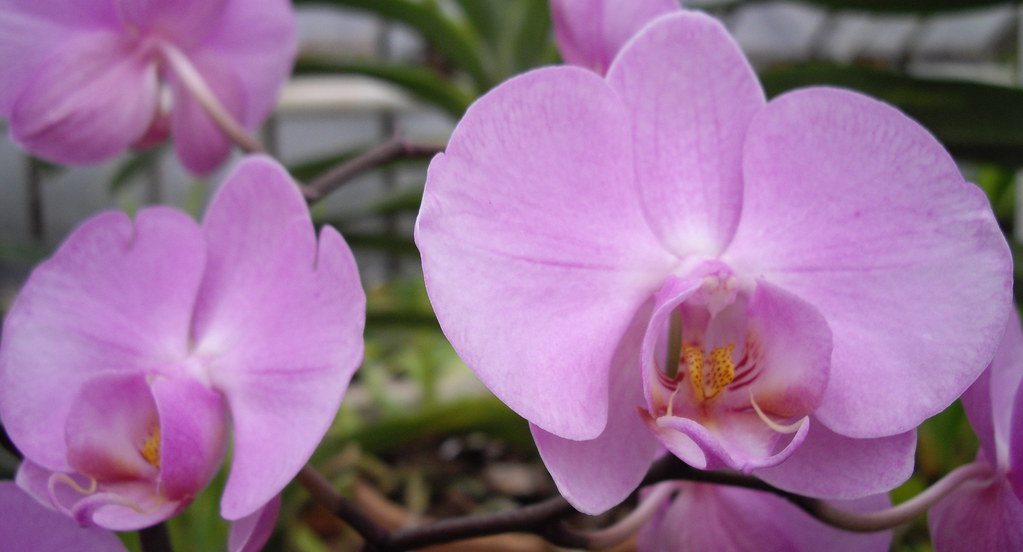 orhideas-lilava