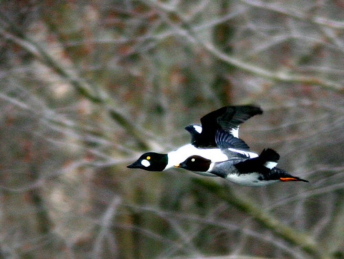 Common Goldeneyes in flight 20100312