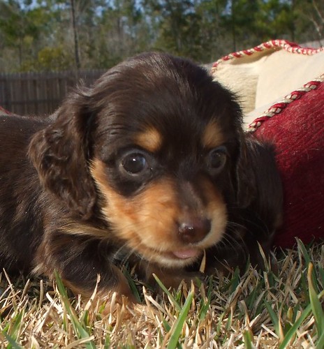 Miniature Long Haired Daschund Puppies. Long coat haired miniature