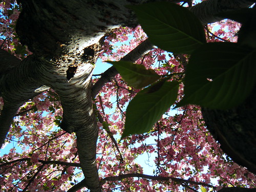 Up the cherry tree