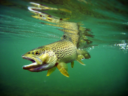 brown trout under water green river 2