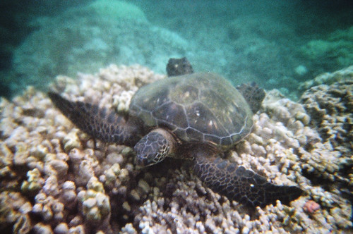 Sea Turtle at Honokeana Bay (1)