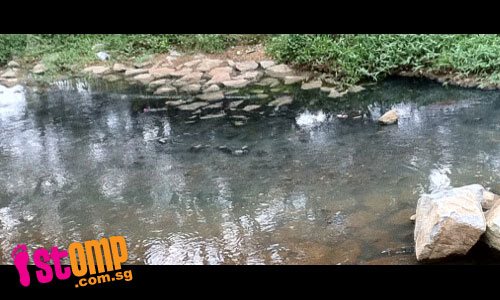 Bishan Park canal stinks: Is sewage being discharged into canal?