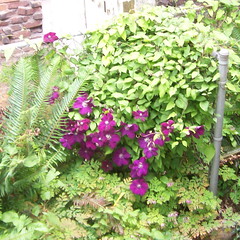 Purple flowers being overtaken by a morning glory infestation