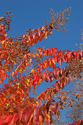 Missouri Botanical Garden (Shaw's Garden), in Saint Louis, Missouri, USA - red tree leaves in Autumn