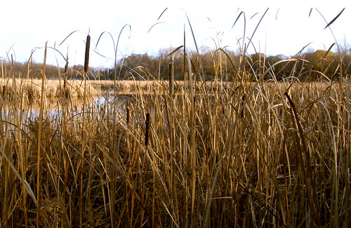 down in the cattails