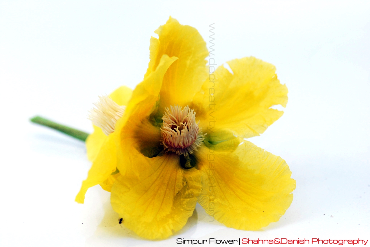 simpur flower