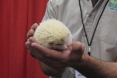 Albino Pygmy Hedgehog
