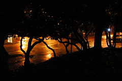 Trees, street light, U District, rainy night, ...