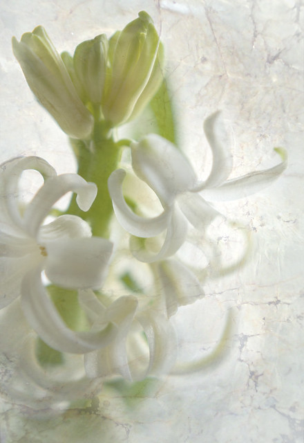 Hyacinth - collage