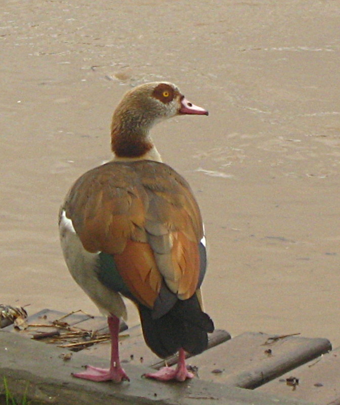 26-2-2010-egyptian-goose3