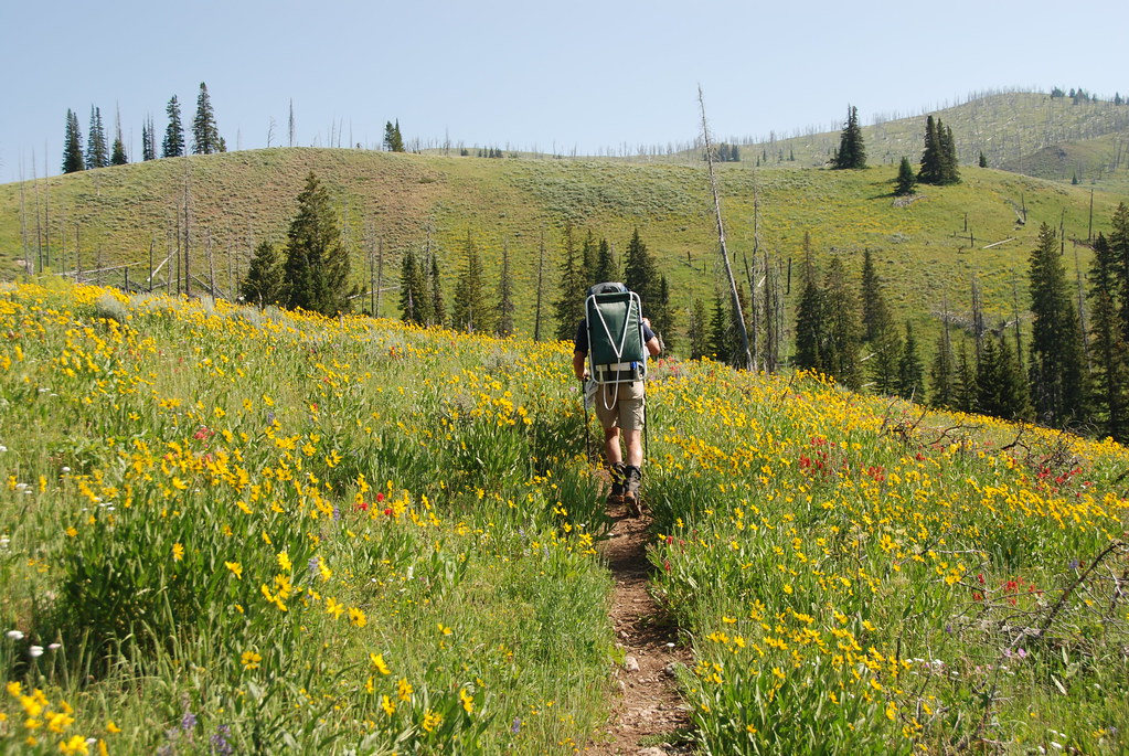 Backpacking through the wildflowers
