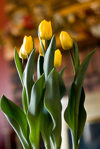 tulips 014-1