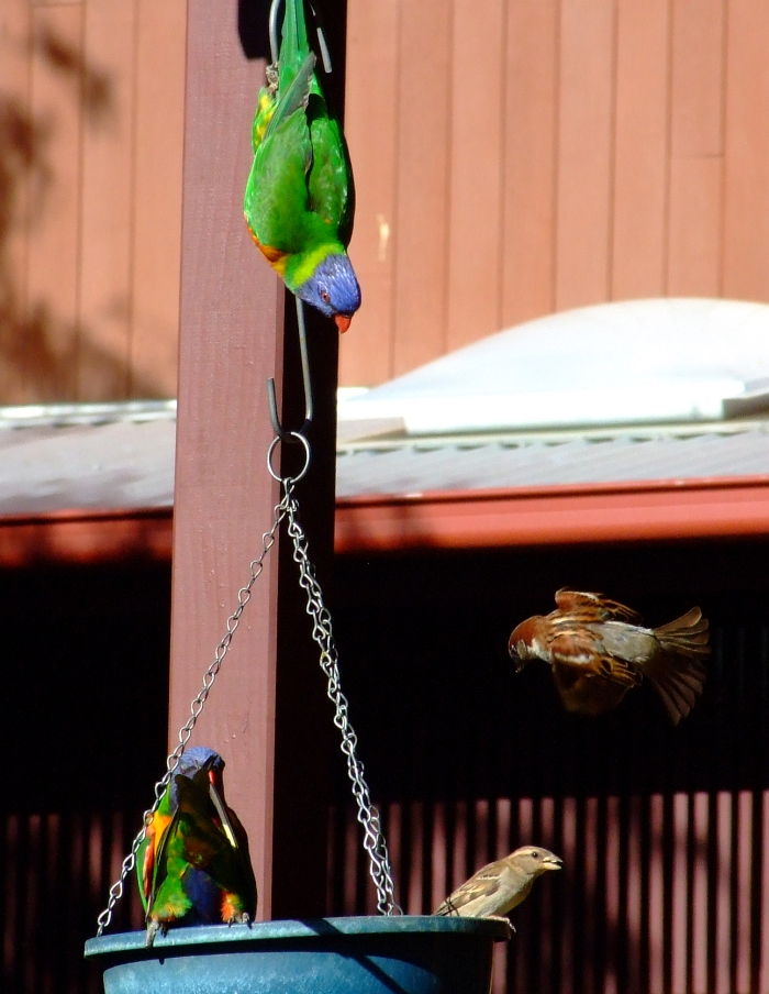 sparrows and lorikeets