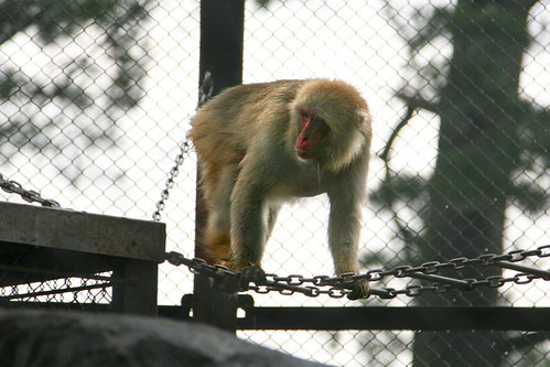 Japanese Macaque - 03