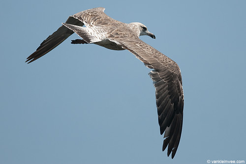 Lesser Black-backed Gull, 2cy, B[VE1E]