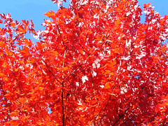 Fall Colors Boulder   DSCN0269