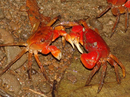 後灣當地的強勢物種之一，中型仿相手蟹。圖片來源：營建署墾管處