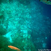 Balicasag Island Marine Sanctuary Abyss