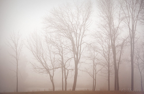 Fog in the 'Ville - 19/365
