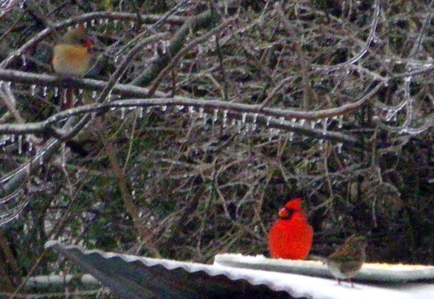 Cardinals and sparrow eat chopped corn on snow-covered shed 10 feet from World Peace Wetland Prairie IMGP1737