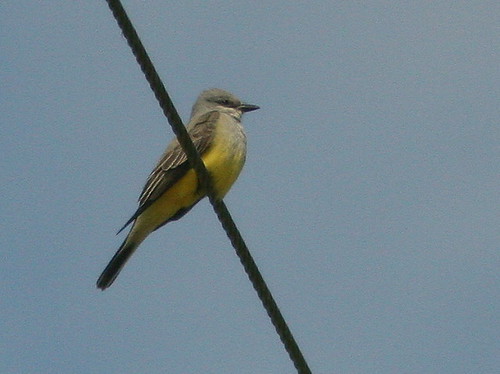 Western Kingbird 20100215