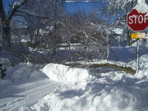 Pile of snow plowed in front of large branch blocking road