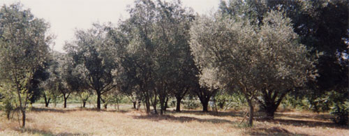 orchards2