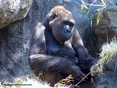 IMG_3130-WDW-DAK-baby-gorilla