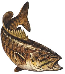 Smallmouth Bass (Micropterus dolomieui)
