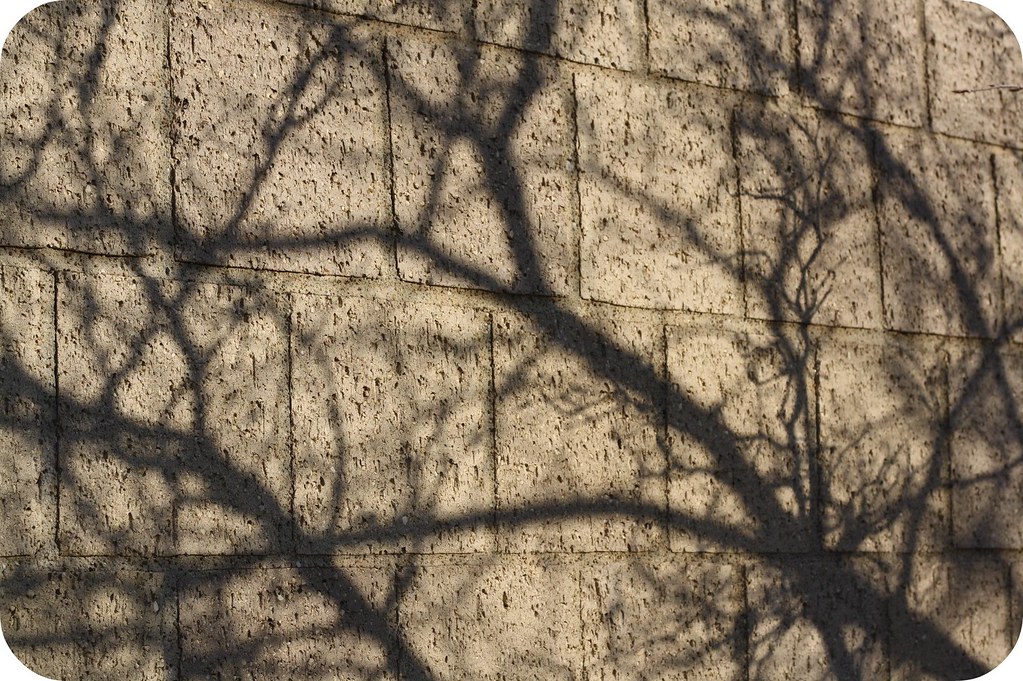 Branch Shadows.