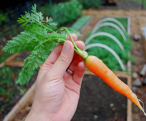 fall carrot