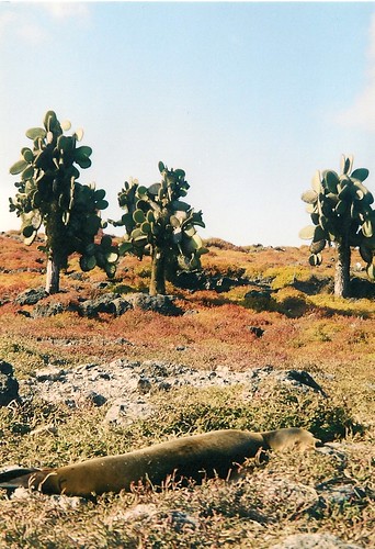 Galapagos- South Plaza (6)