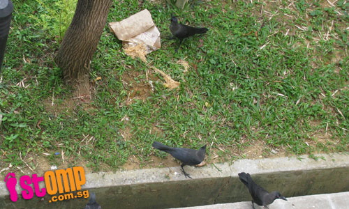 Crows feast on food waste which neighbour throws down everyday