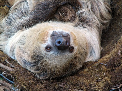 Sweet Sloth