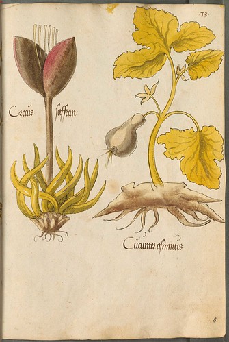 Arzneipflanzenbuch, 1525 f