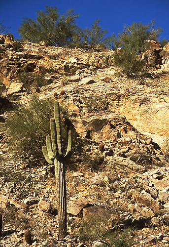 Saguaro on a slope